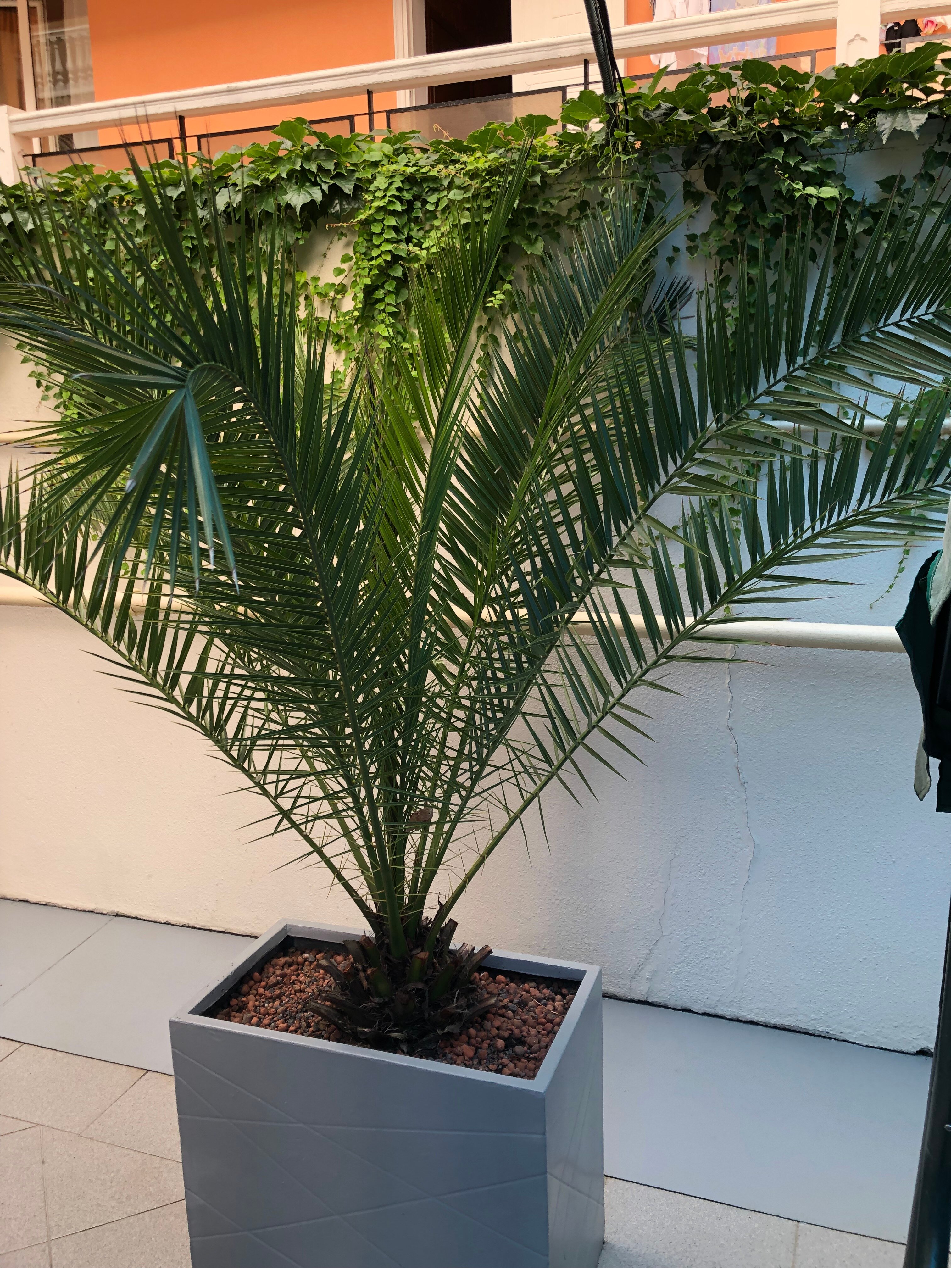 Фото Маретель