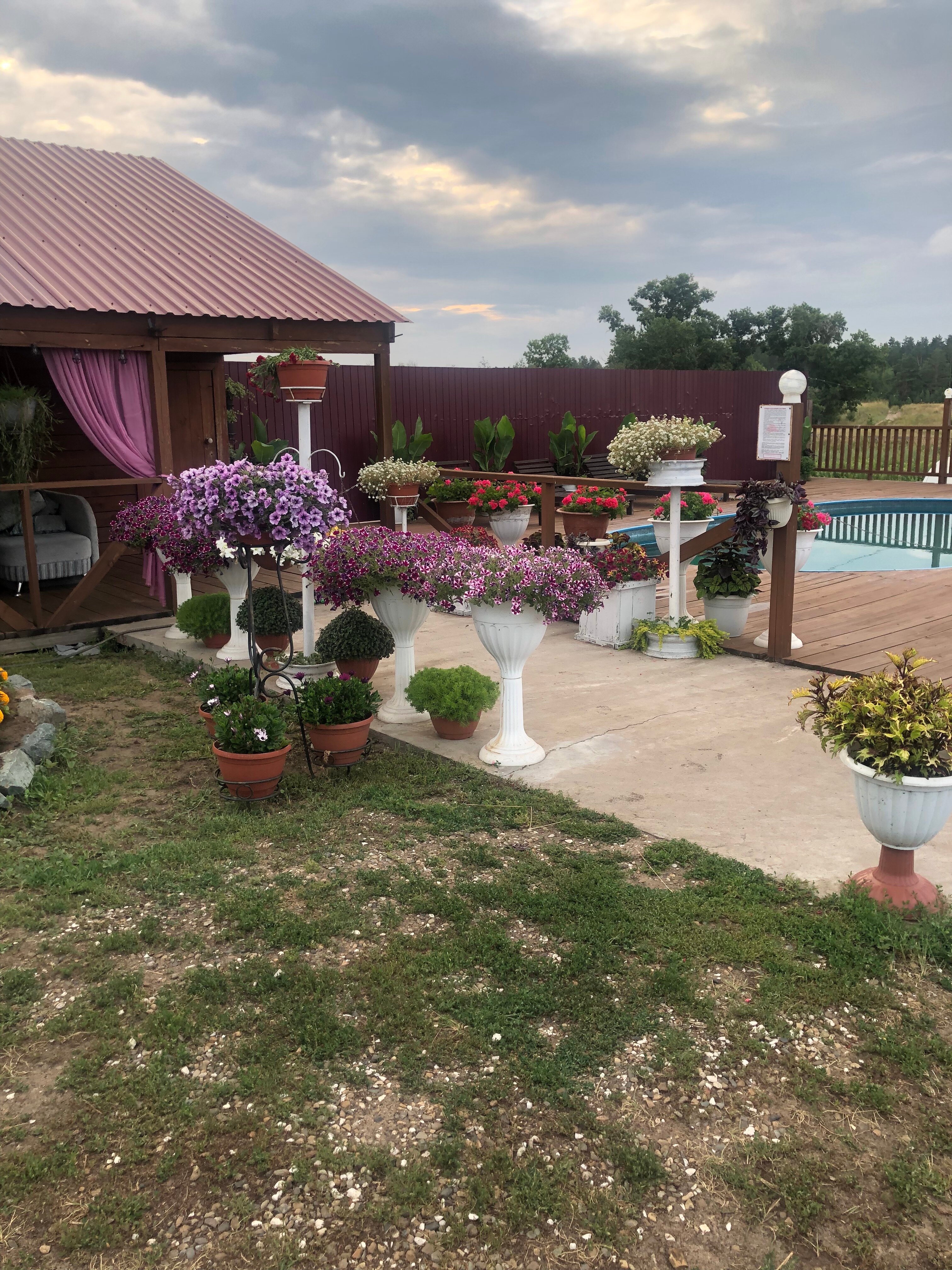 Фото Фламинго