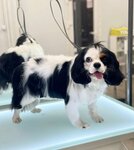 Коваль. Грум (Prosvescheniya Avenue, 99), salón de mascota, peluquería de animales