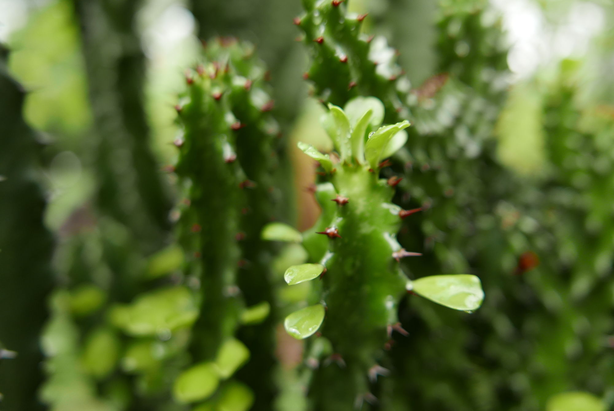 Фото 5 Swiss Hotel