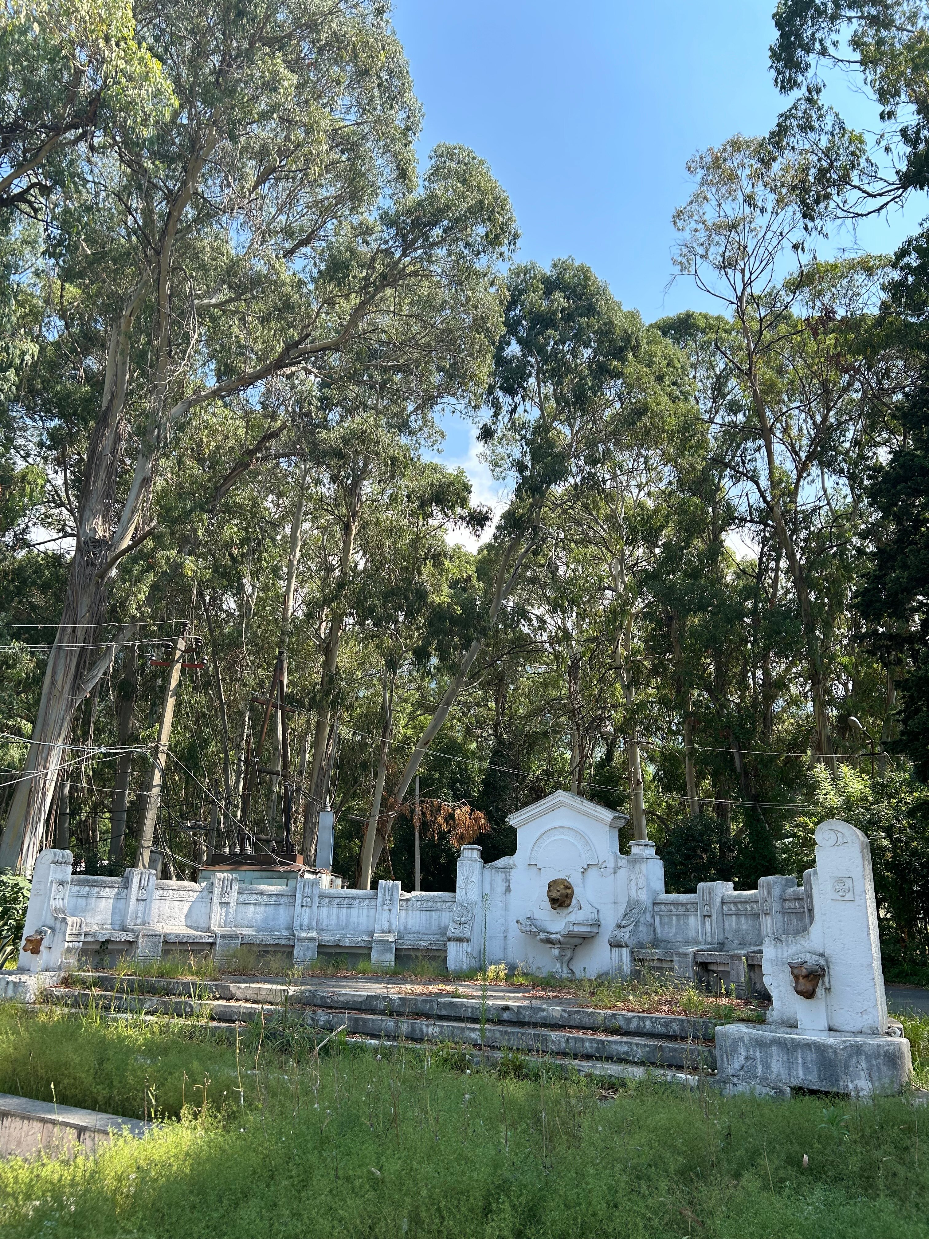 Фото 7 Кипарисов