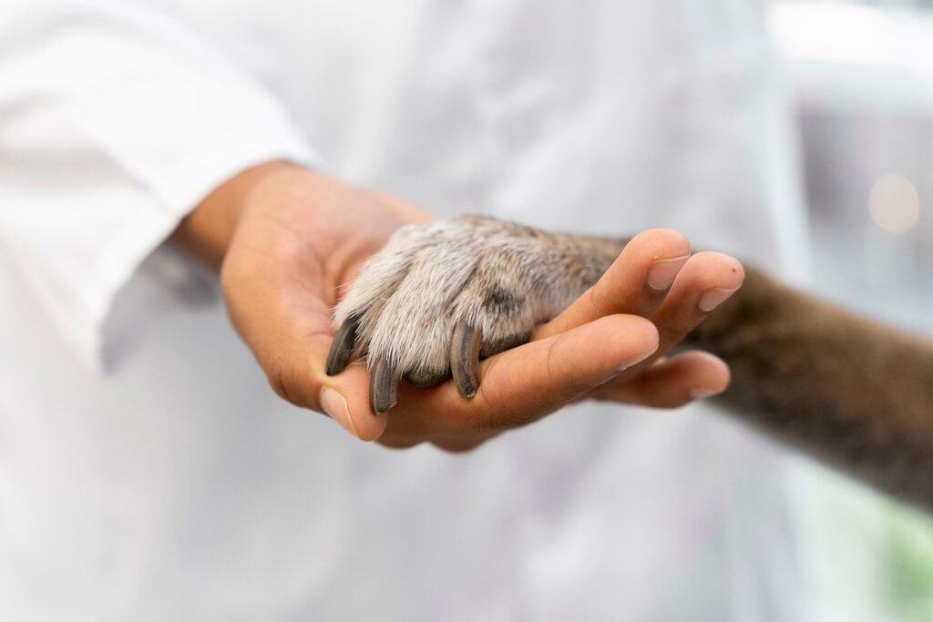 عيادة بيطرية Veterinarnaya klinika BioVetTsentr Maksimova ، تومسك، صورة