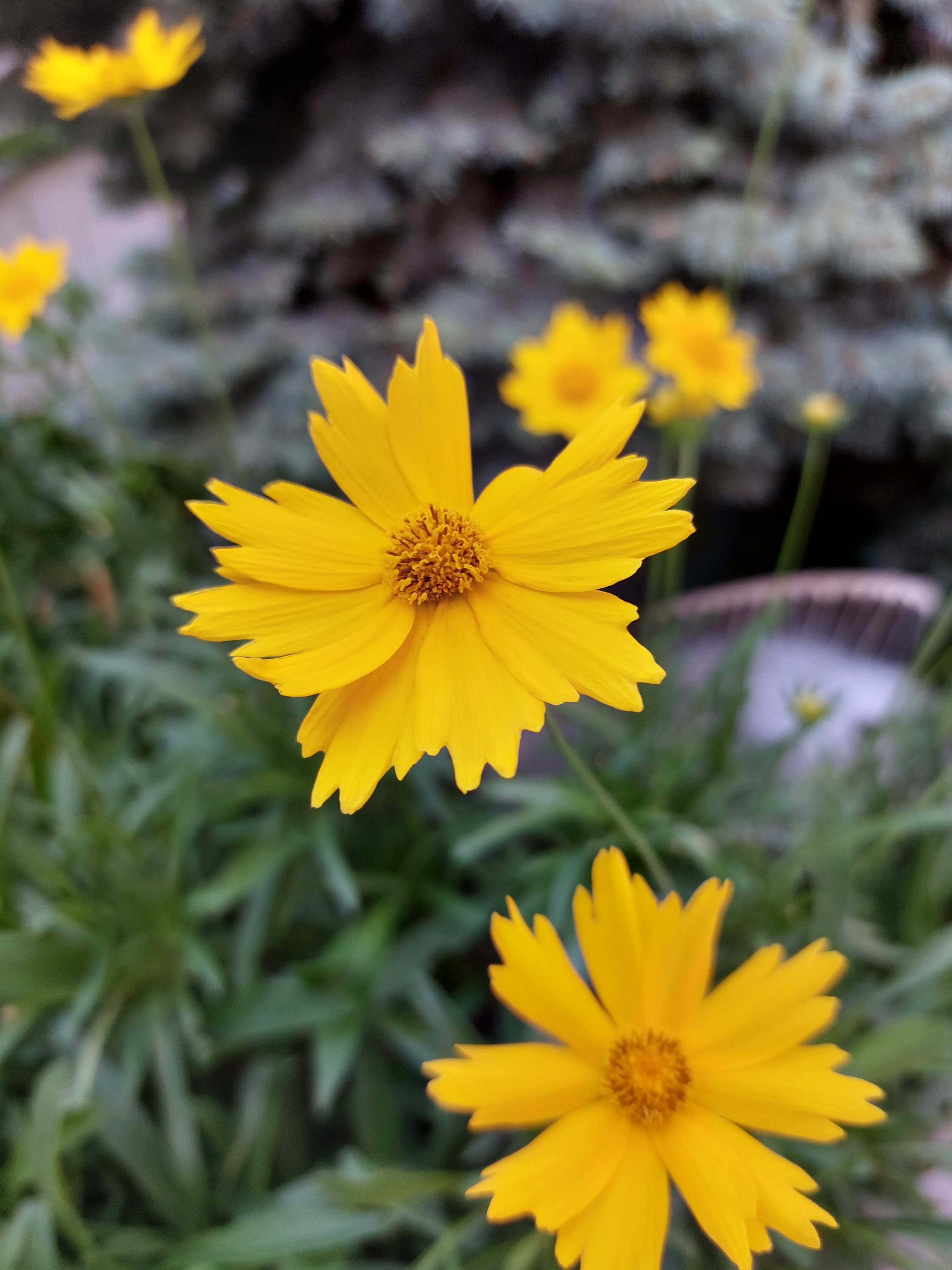 Фото Вилла Жасмин