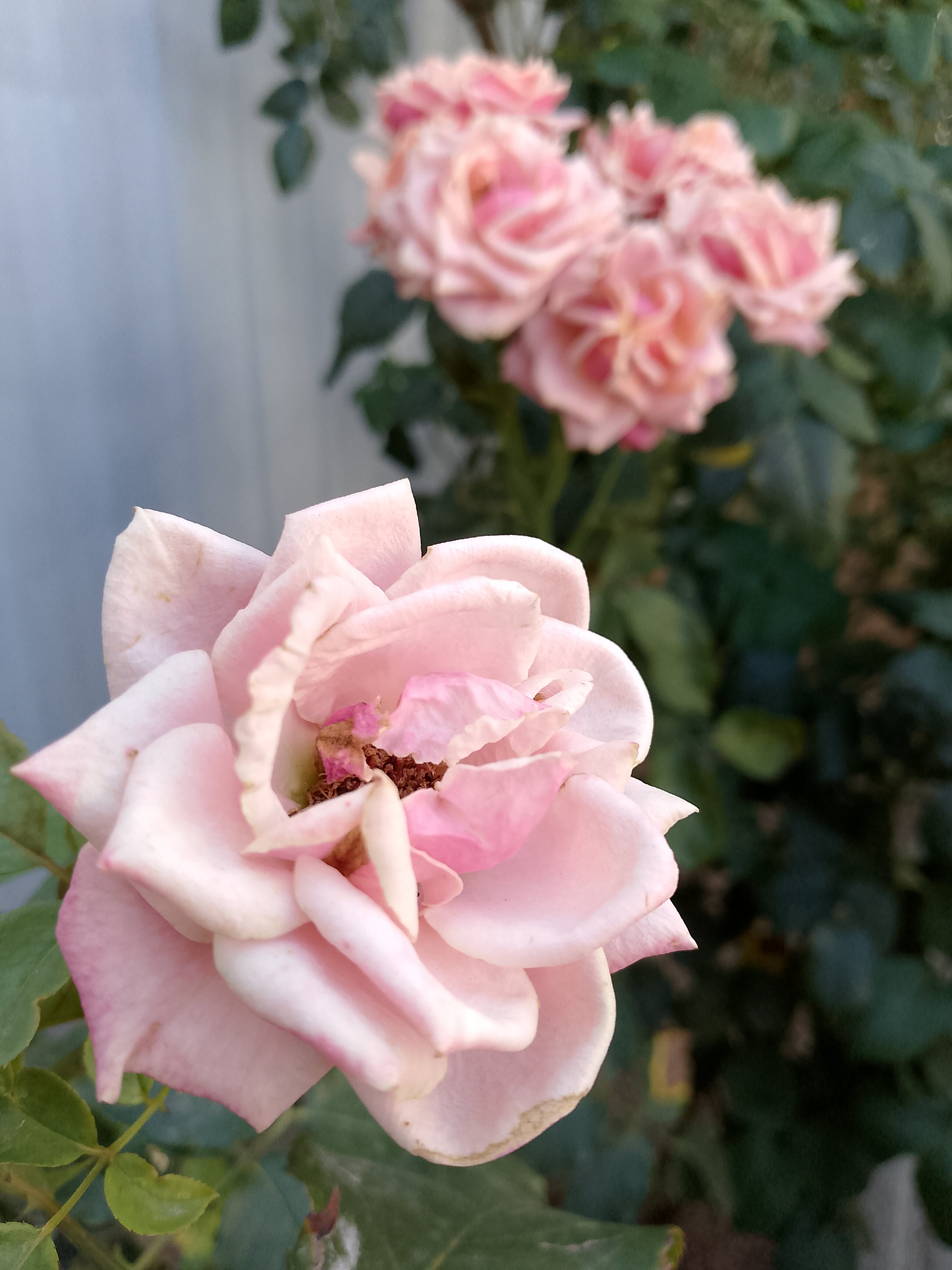 Фото Светлый