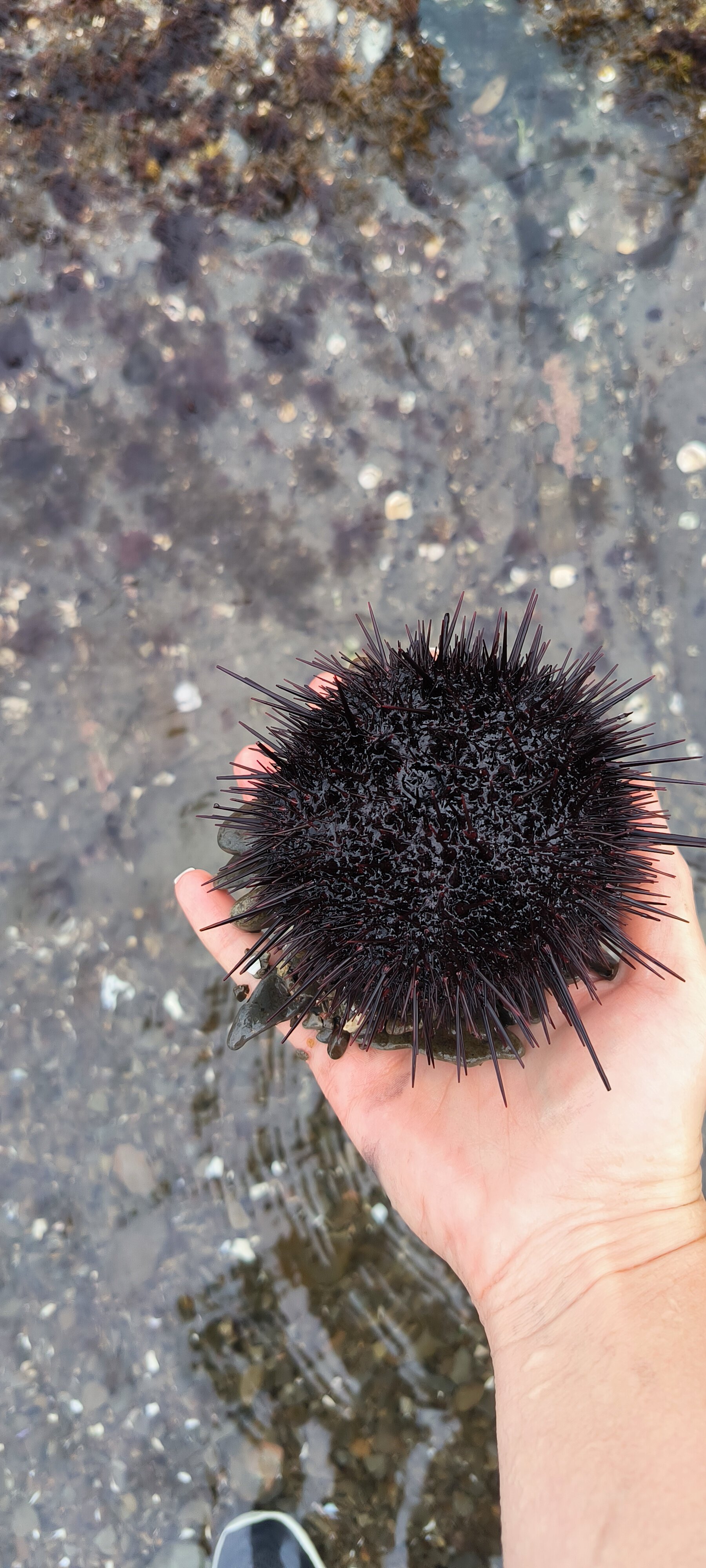 Фото Гружевские