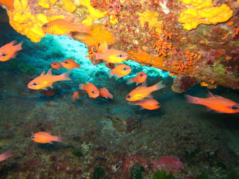 Фото Nymphes Luxury Apartments