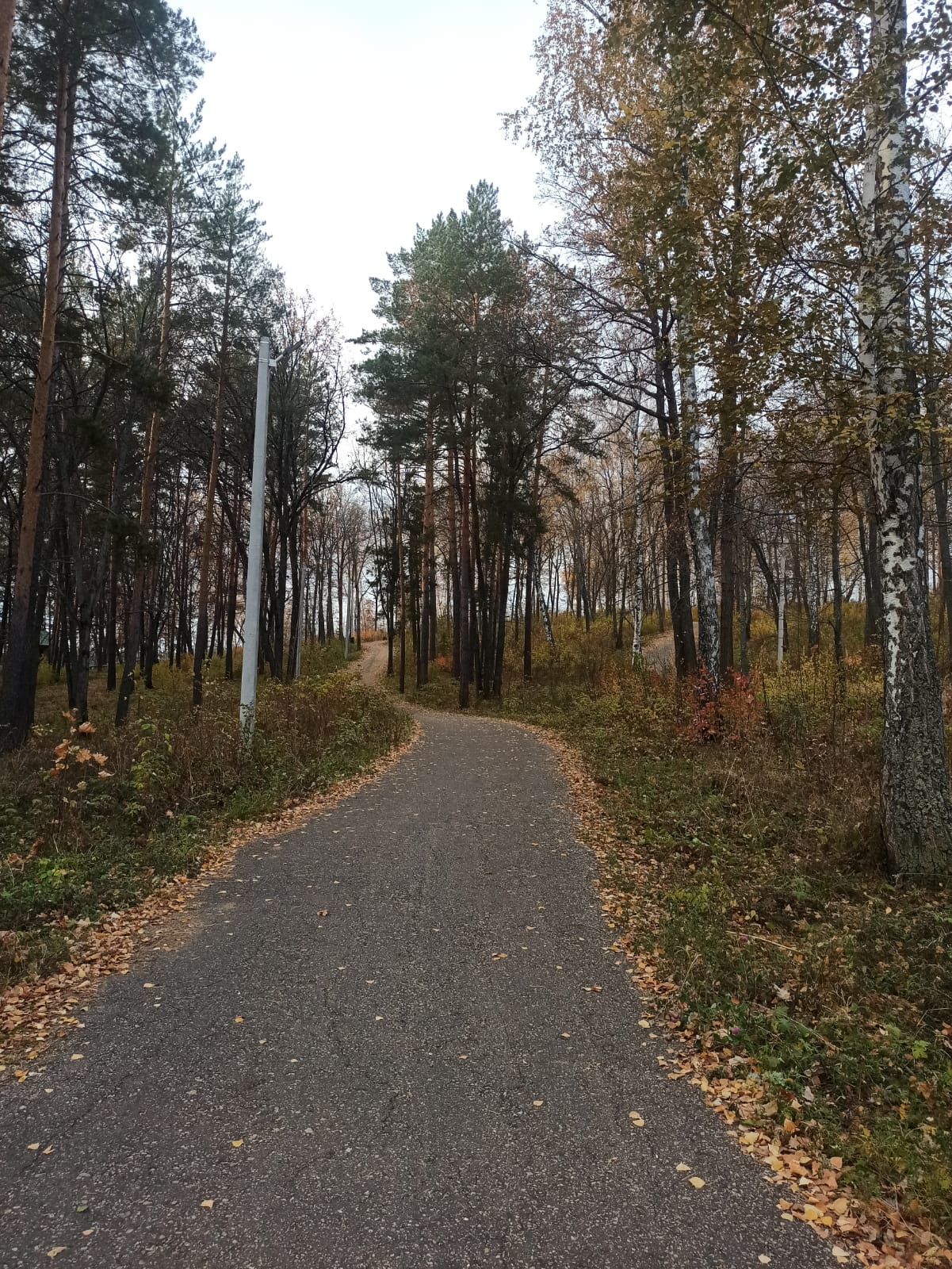 Фото Иволга