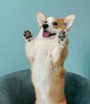Pure Groom (Oktyabrskaya Embankment, 34к2), pet salon