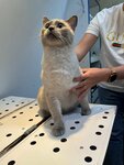 Леопольд (Germana Lopatina Street, 8), veterinary clinic
