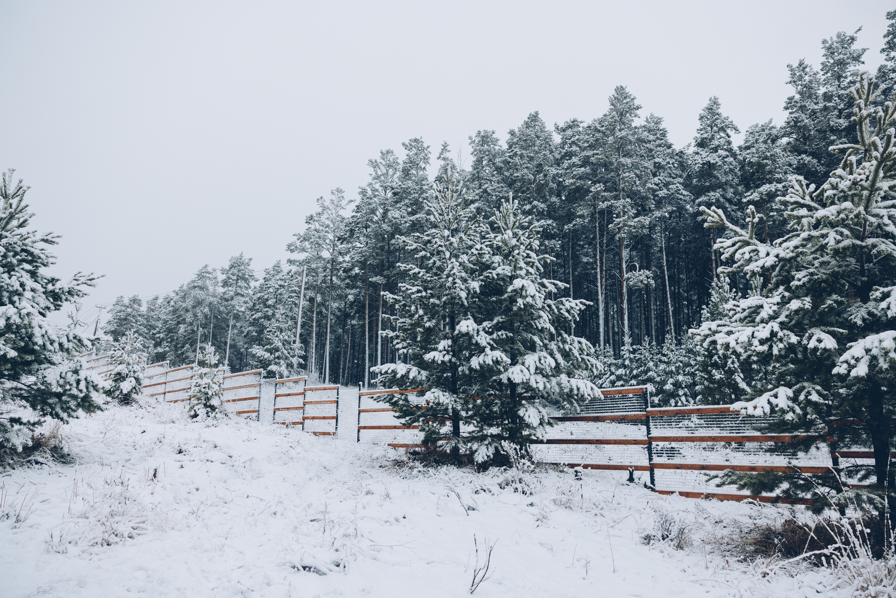 Фото Ёлки Кэмп