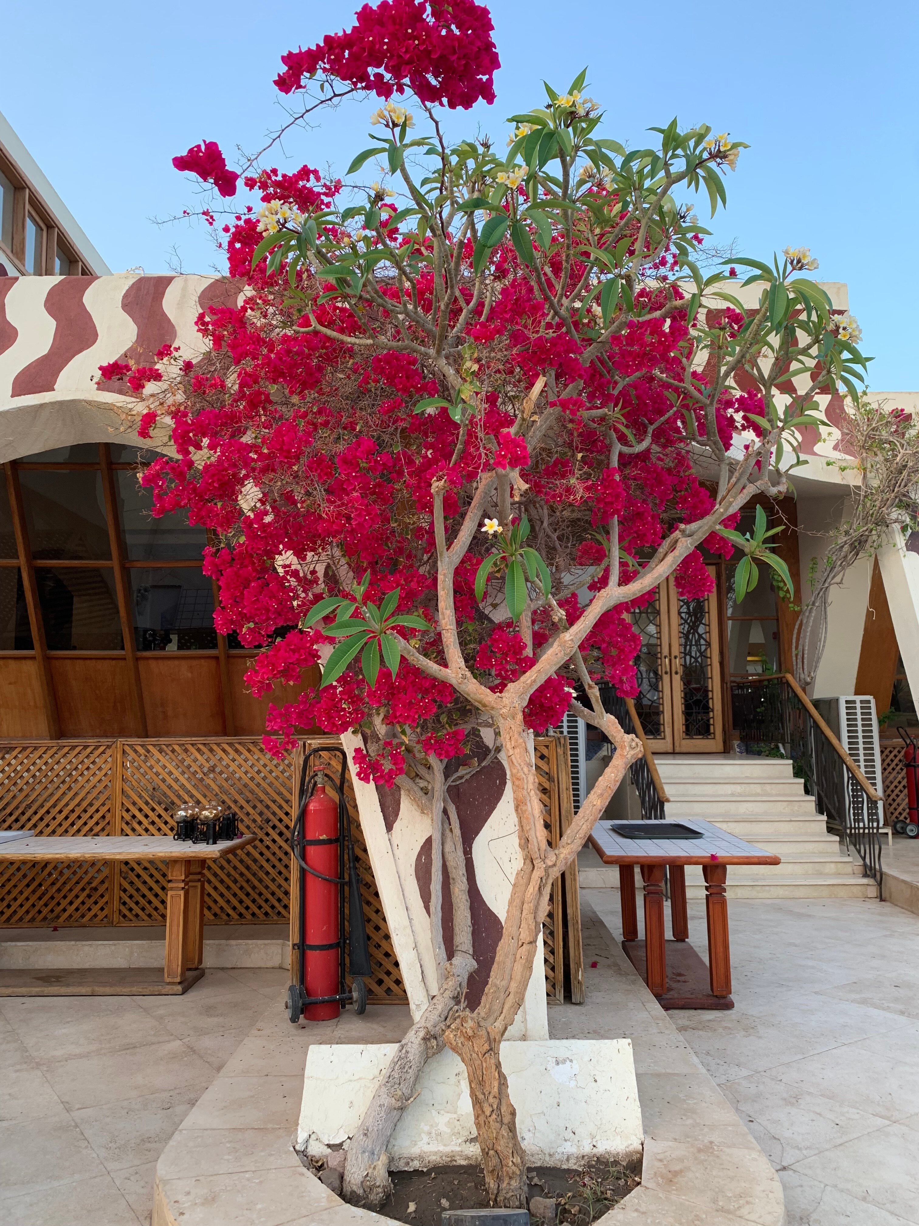 Фото Swiss Inn Resort Dahab