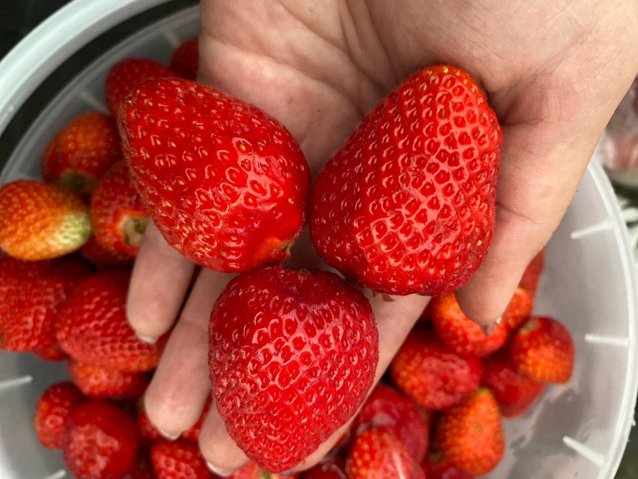 Фото Белая ежевика