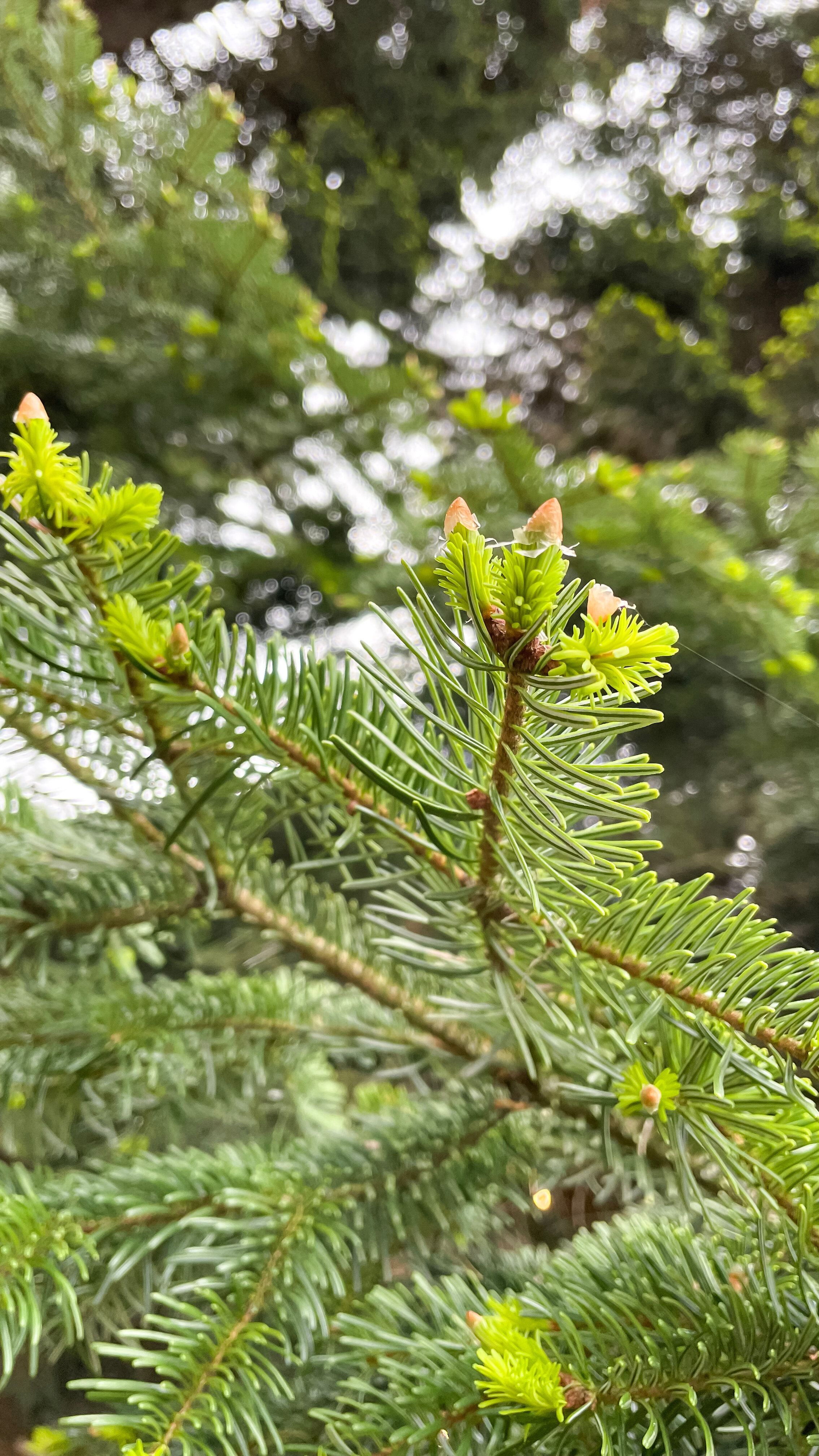 Фото Дом Мечты