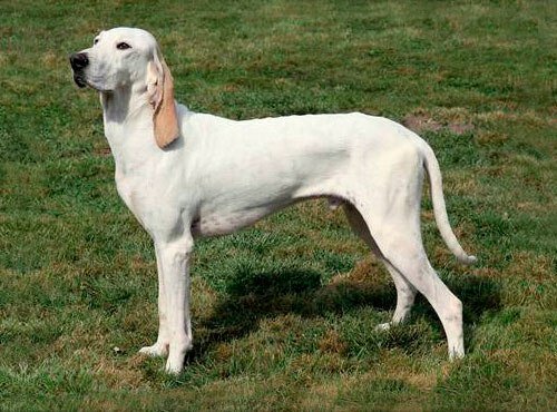 TV company Телеканал Пёс и Ко, Moscow, photo