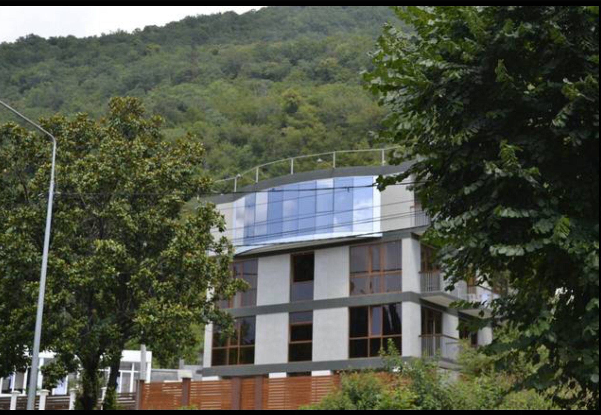 Фото Пальма