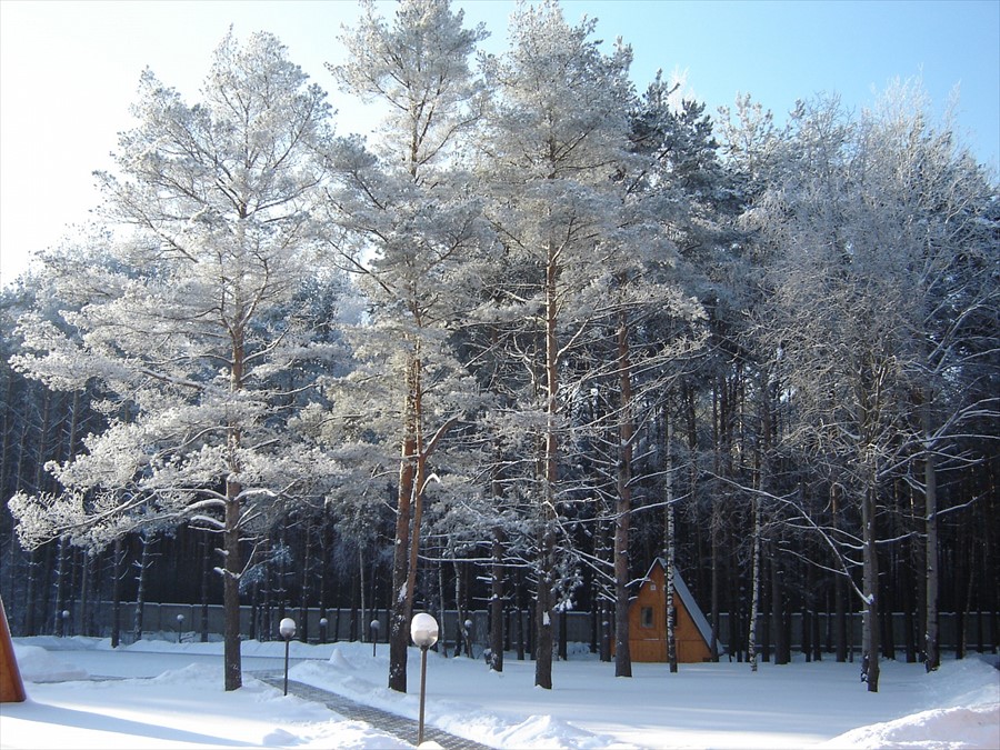 Фото Сосновый бор