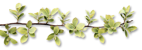 Фото Мальвы