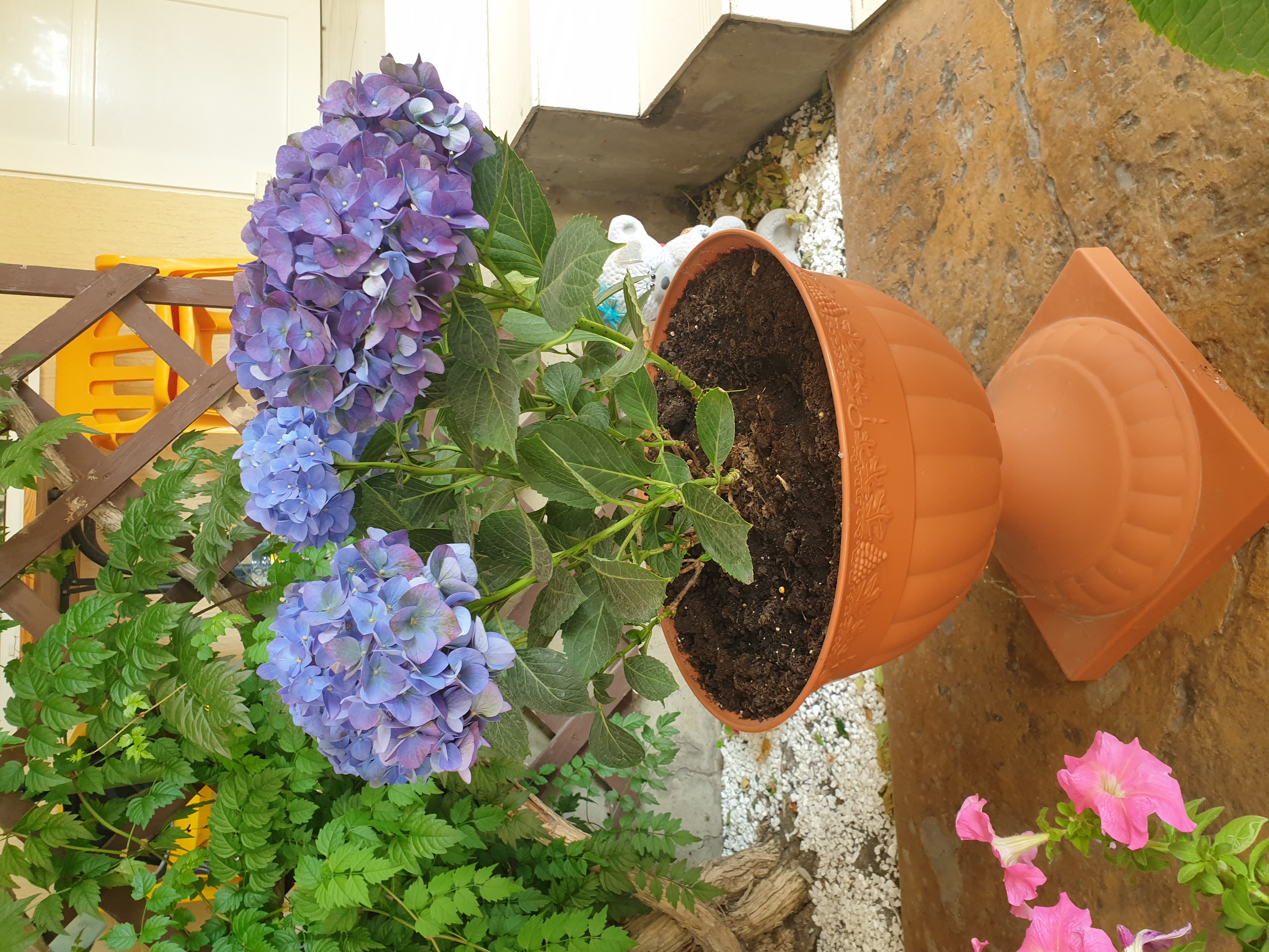 Фото Астерия