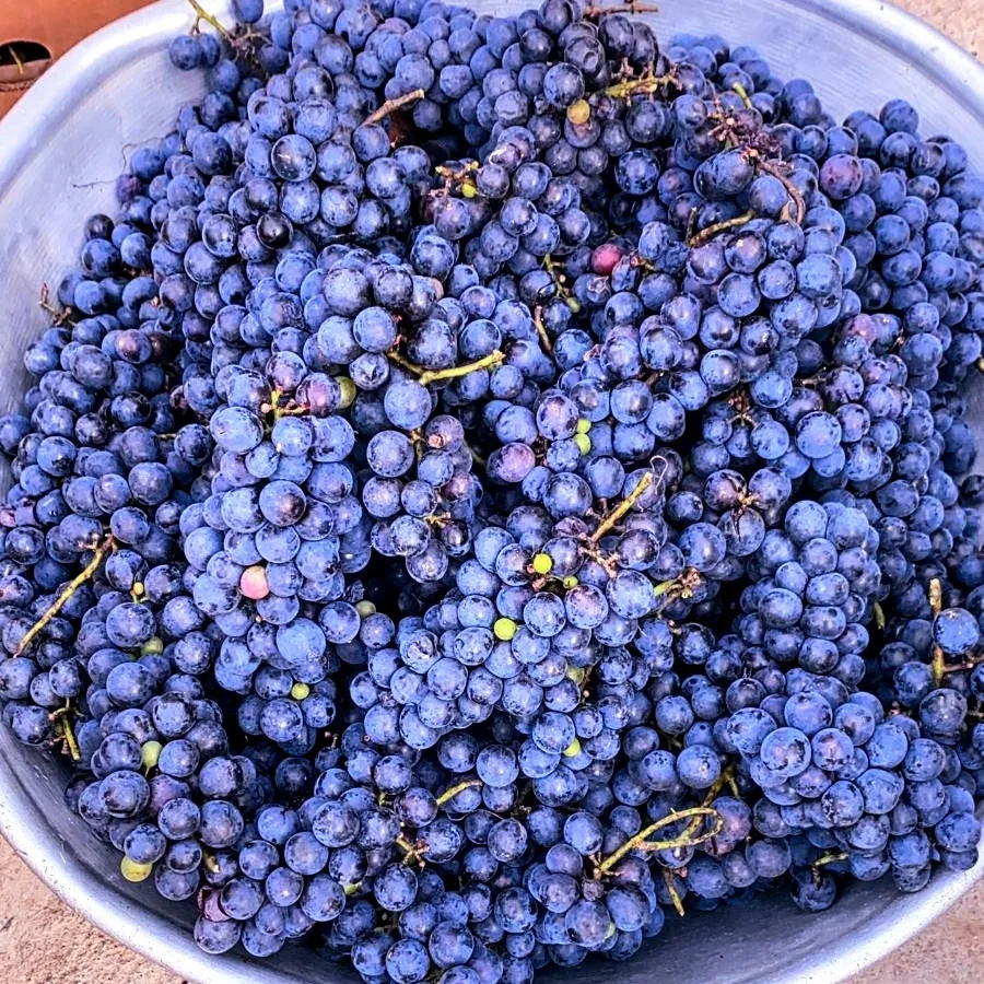 Фото Marani Mtrediani Wine Lodge