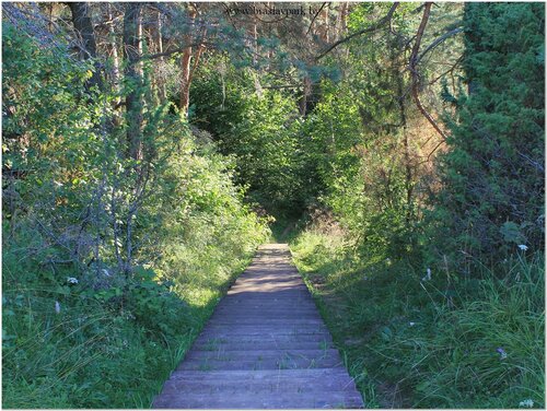 Nature Ecological paths Slobodkovkaya ozovaya gryada, Vitebsk District, photo