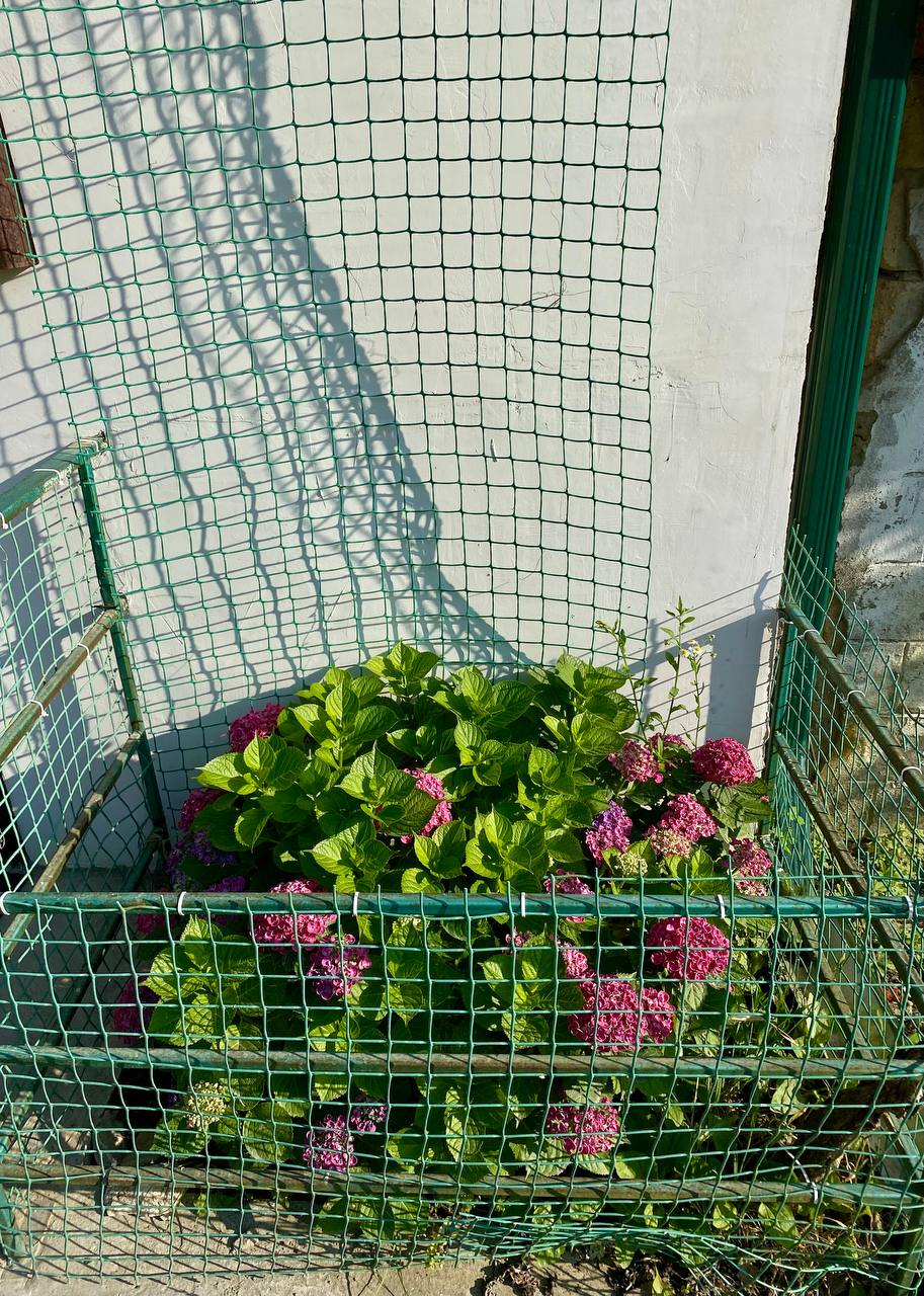 Фото Поющий Колибри