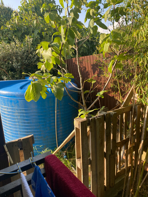 Фото Камбала