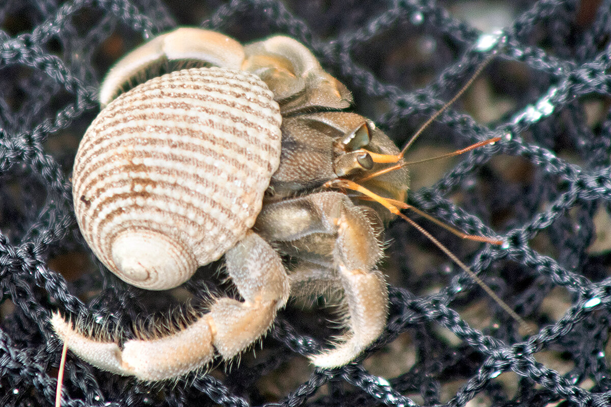 Фото Liberty Guest House Maldives