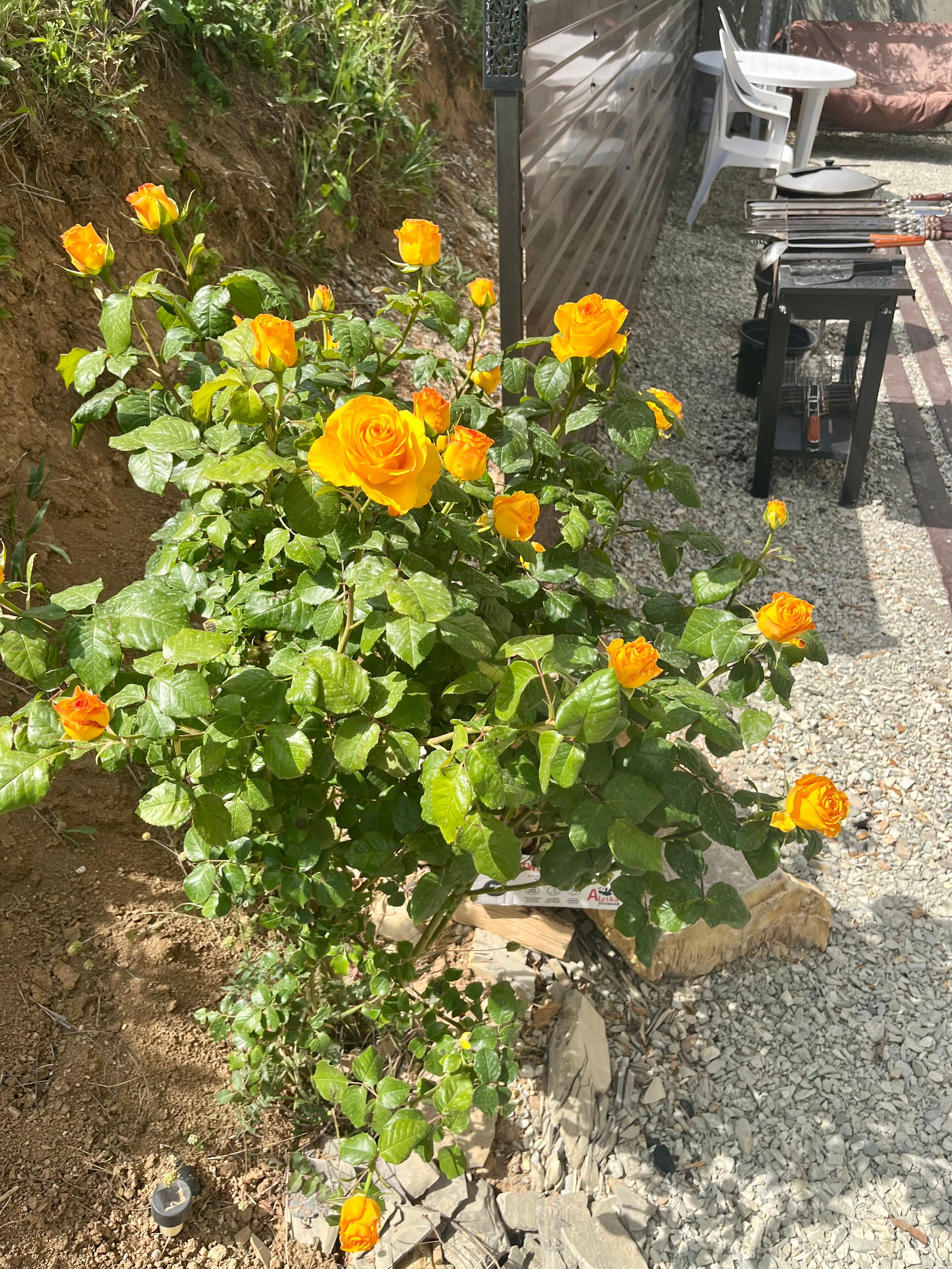 Фото Villa Palermo