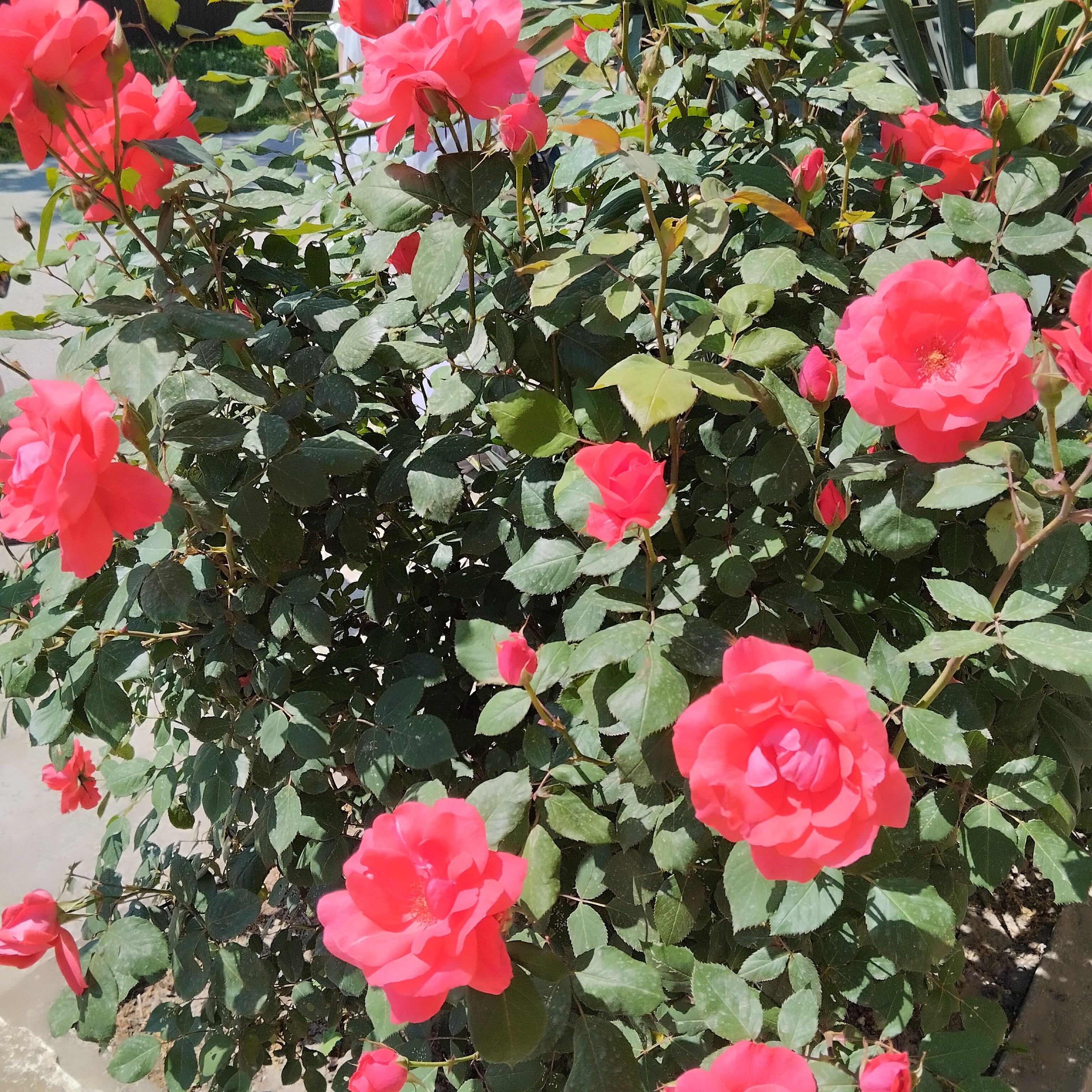 Фото Анисья