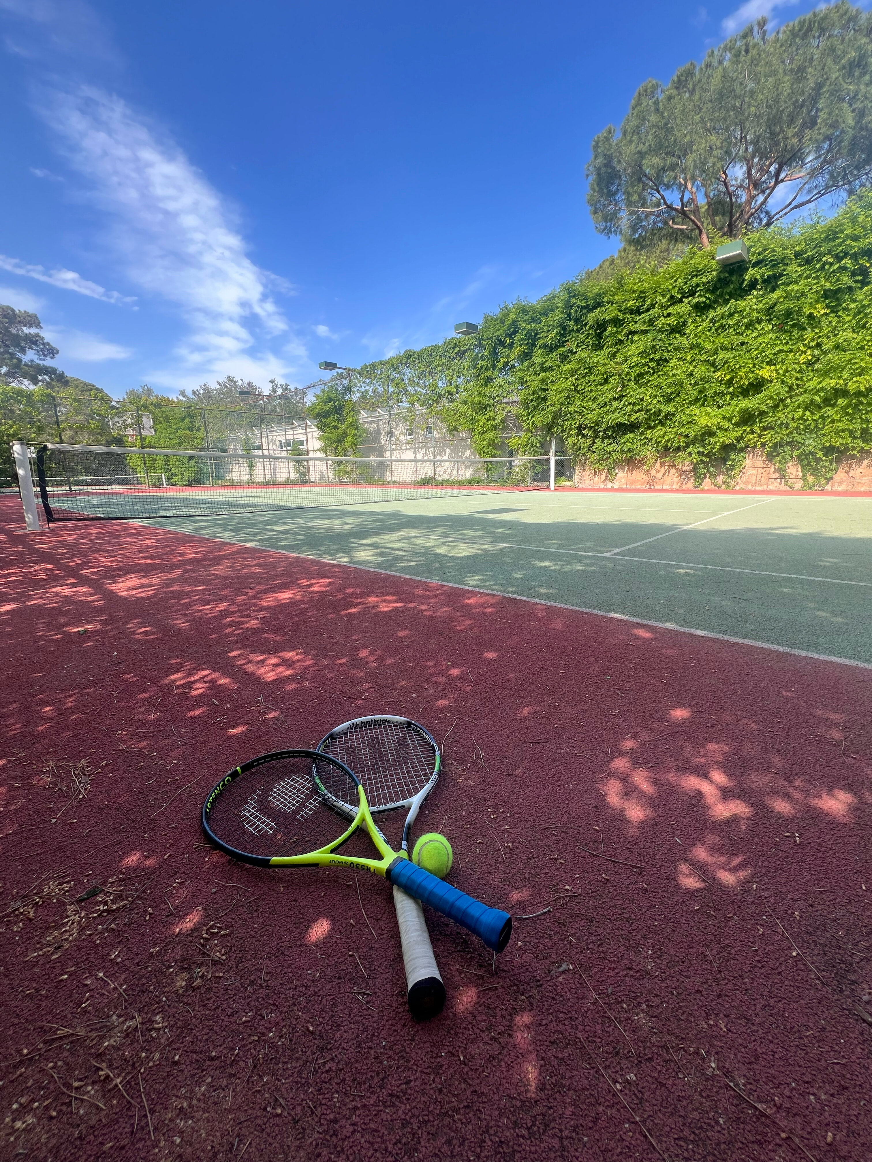 Фото Papillon Ayscha