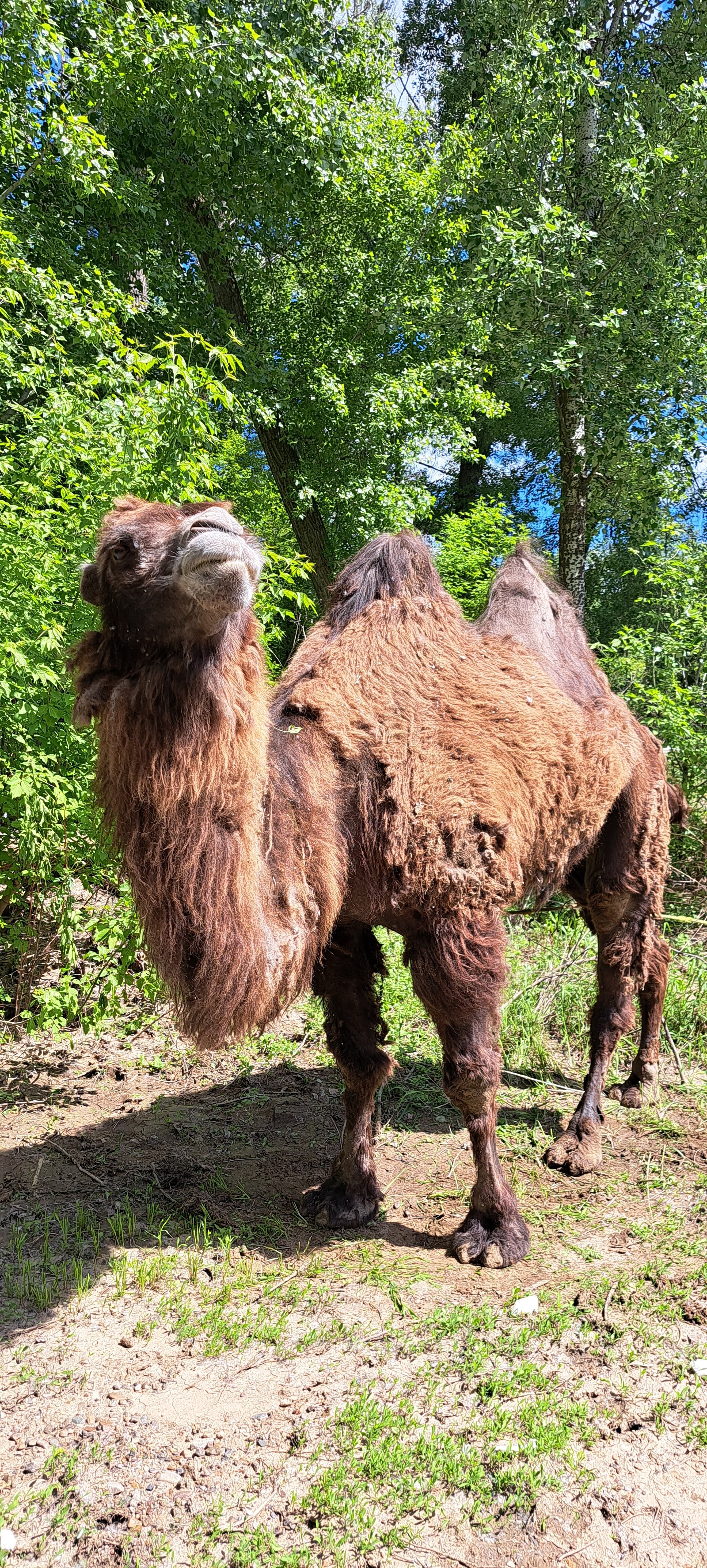 Фото Нежинка