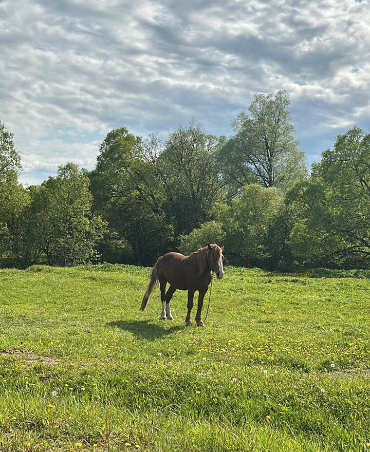 Фото Романовъ home