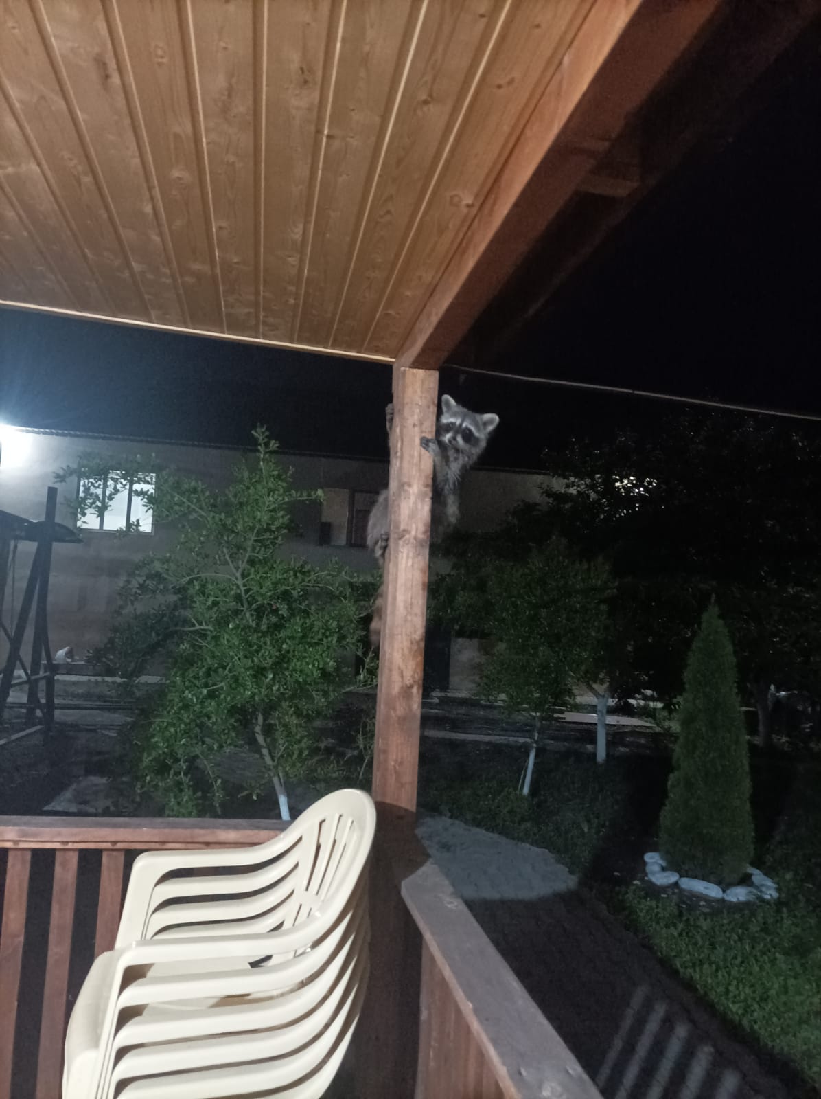 Фото Самурская Жемчужина