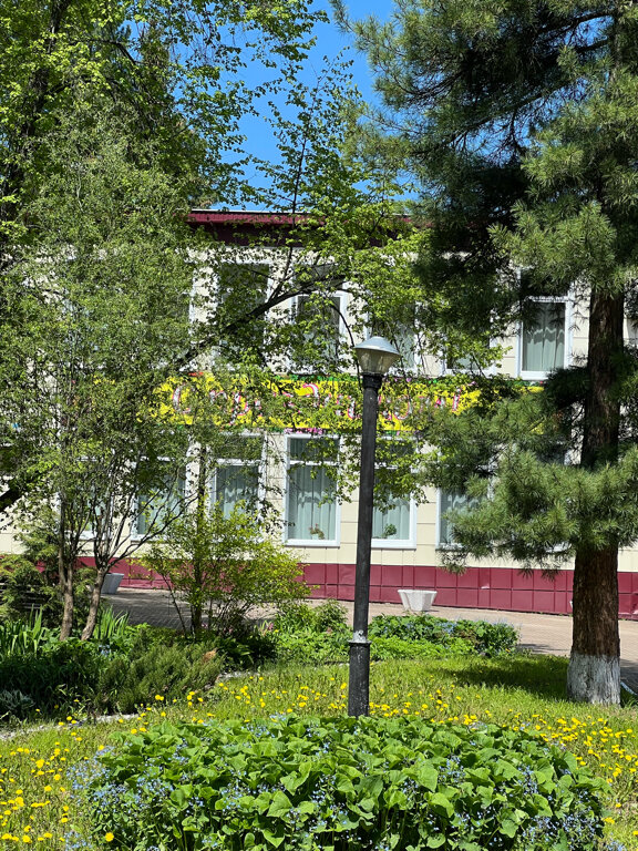 Фото Кедровый бор