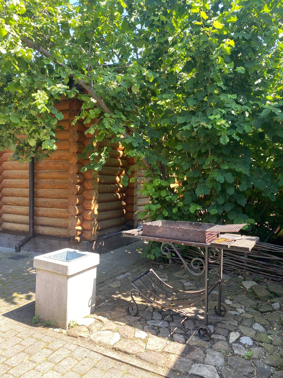 Фото Вербена