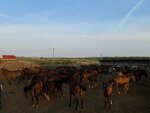 Konezavod Samarsky Agrokompleks (posyolok Konezavod, Tsentralnaya ulitsa, 8) ، مزرعة ماشية