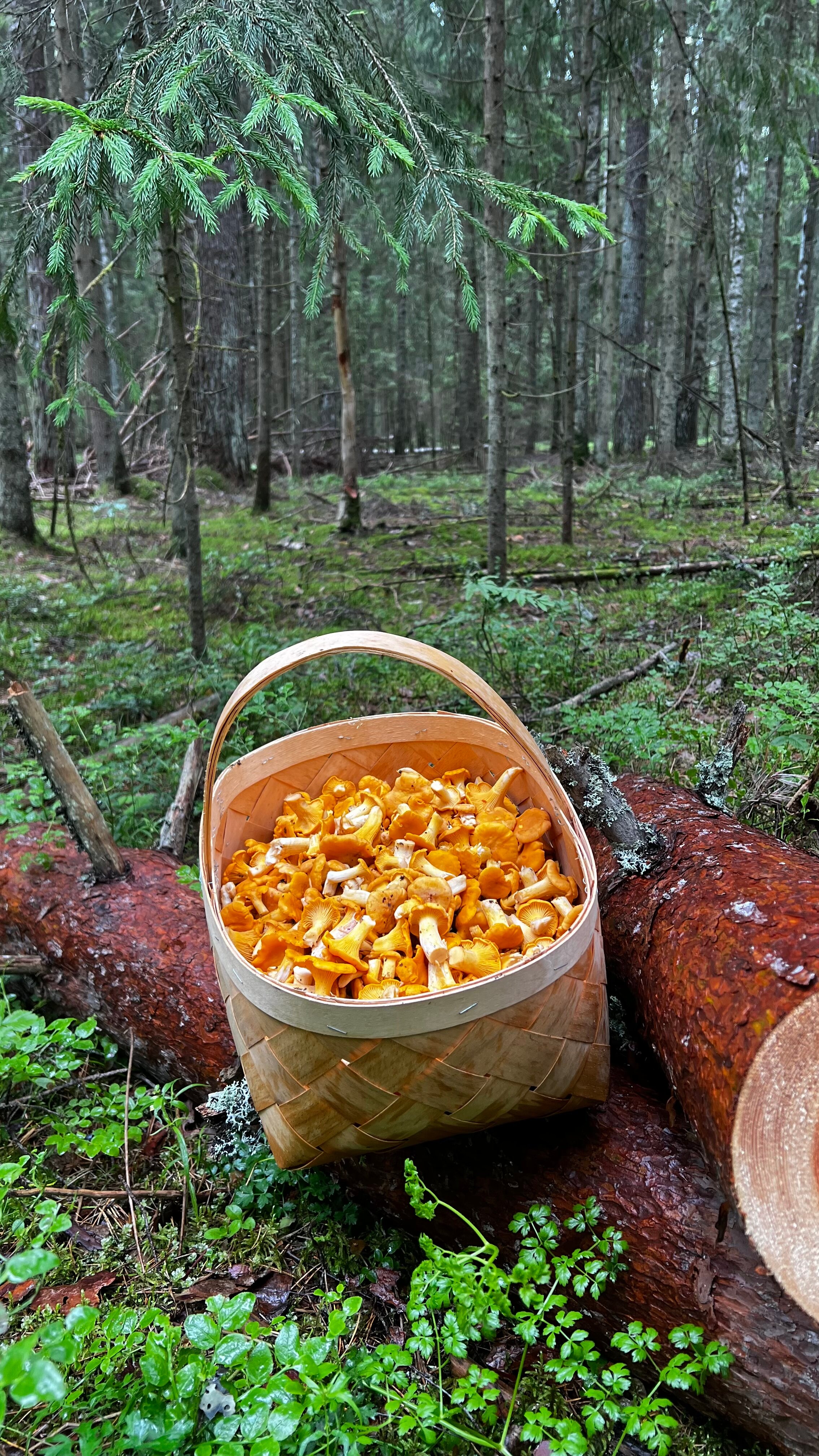 Фото Нептун