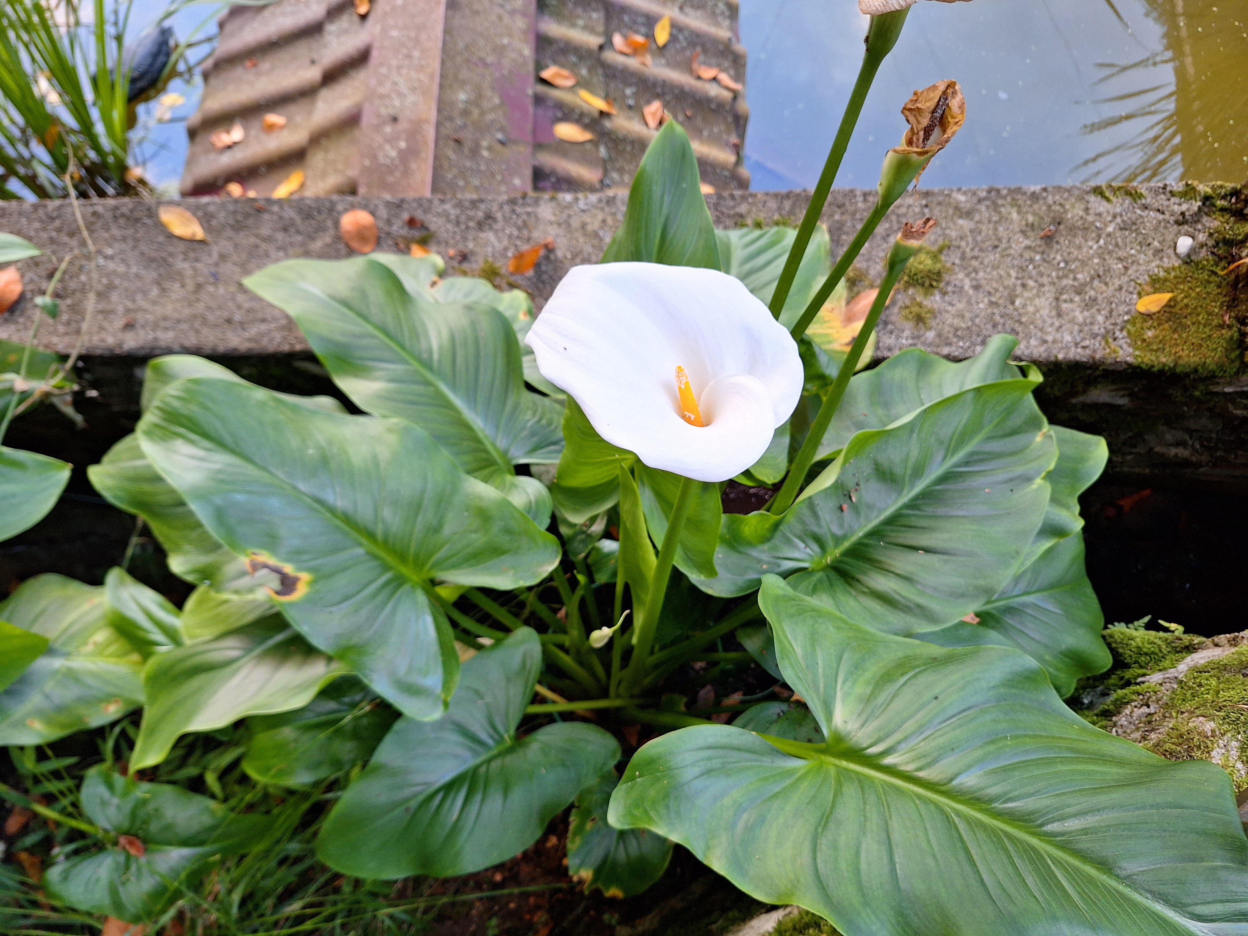 Фото Вилла Орлиное гнездо