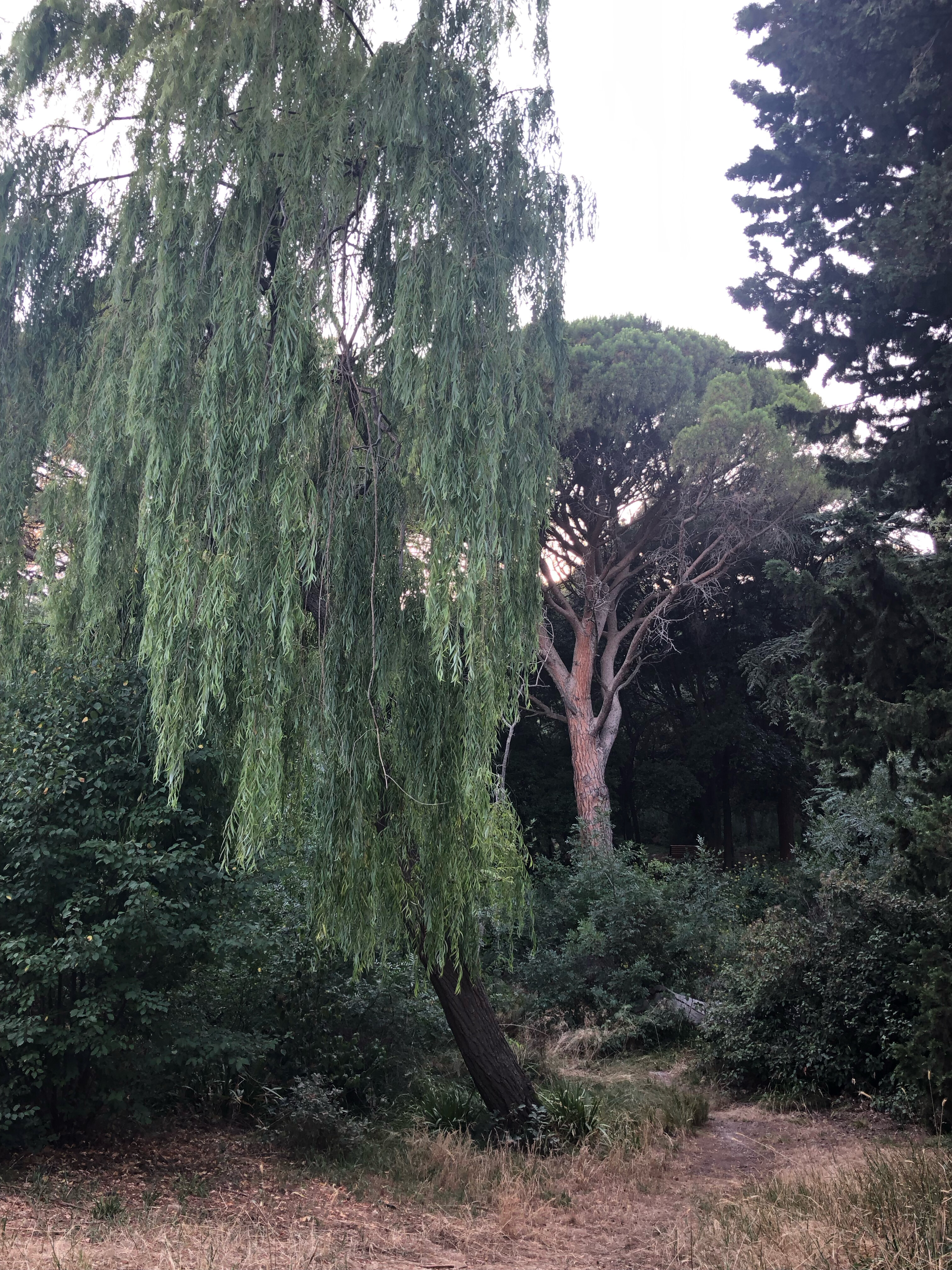 Фото Мисхорский парк