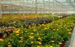Флорентика (Finlyandskiy Avenue, 4Б), wholesale company