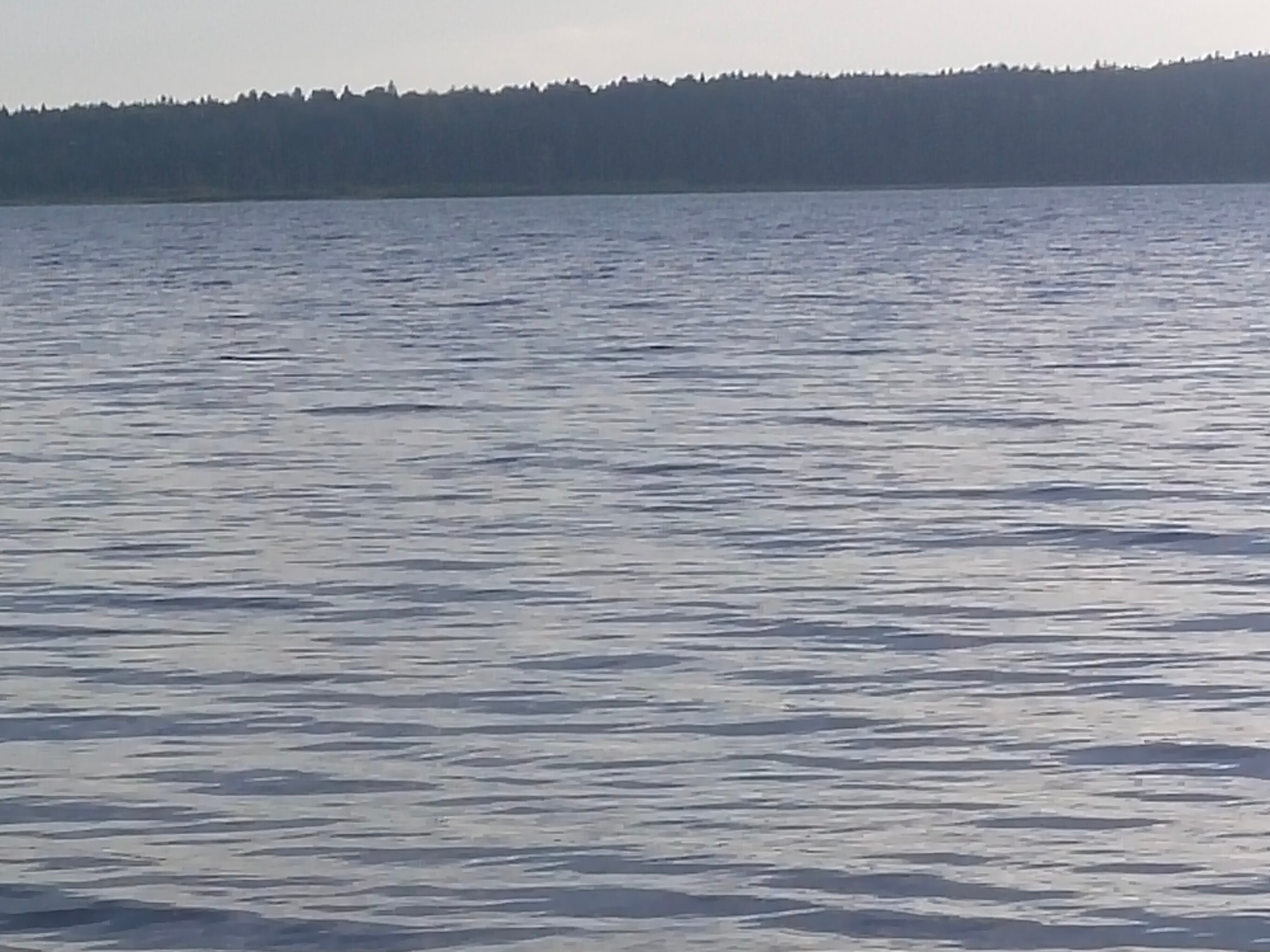 Фото Орлинка