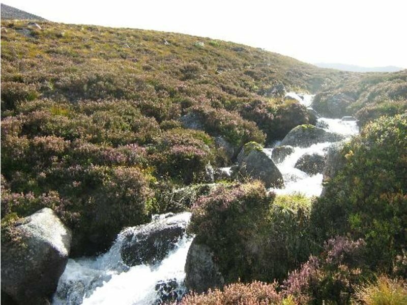 Фото Oyo Cedar Villa Guest House