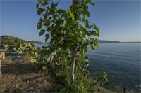 Фото Porto Kalyves Seaside Apartments
