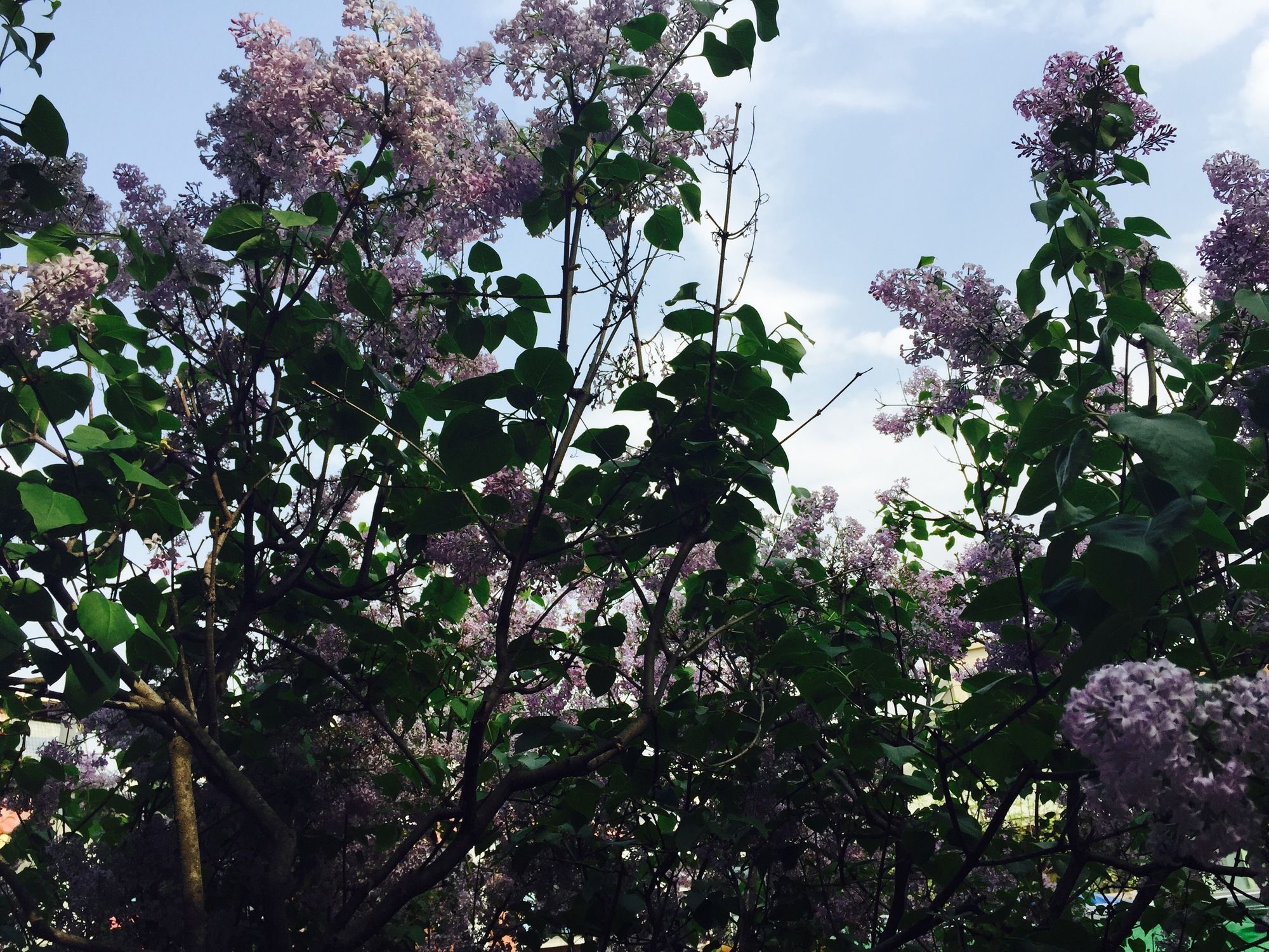 Фото IHouse ChinChin