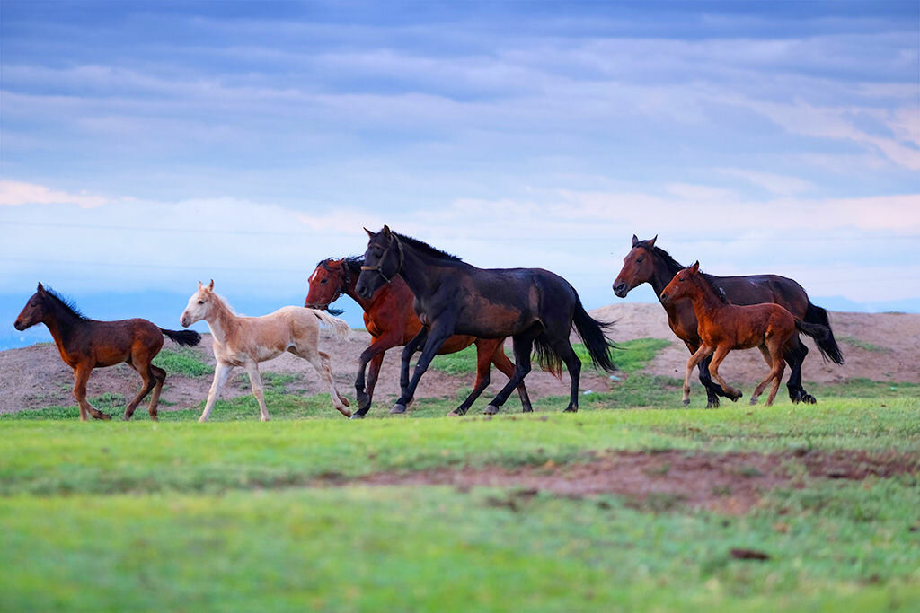 Photography Hale Medya, Kirsehir, photo