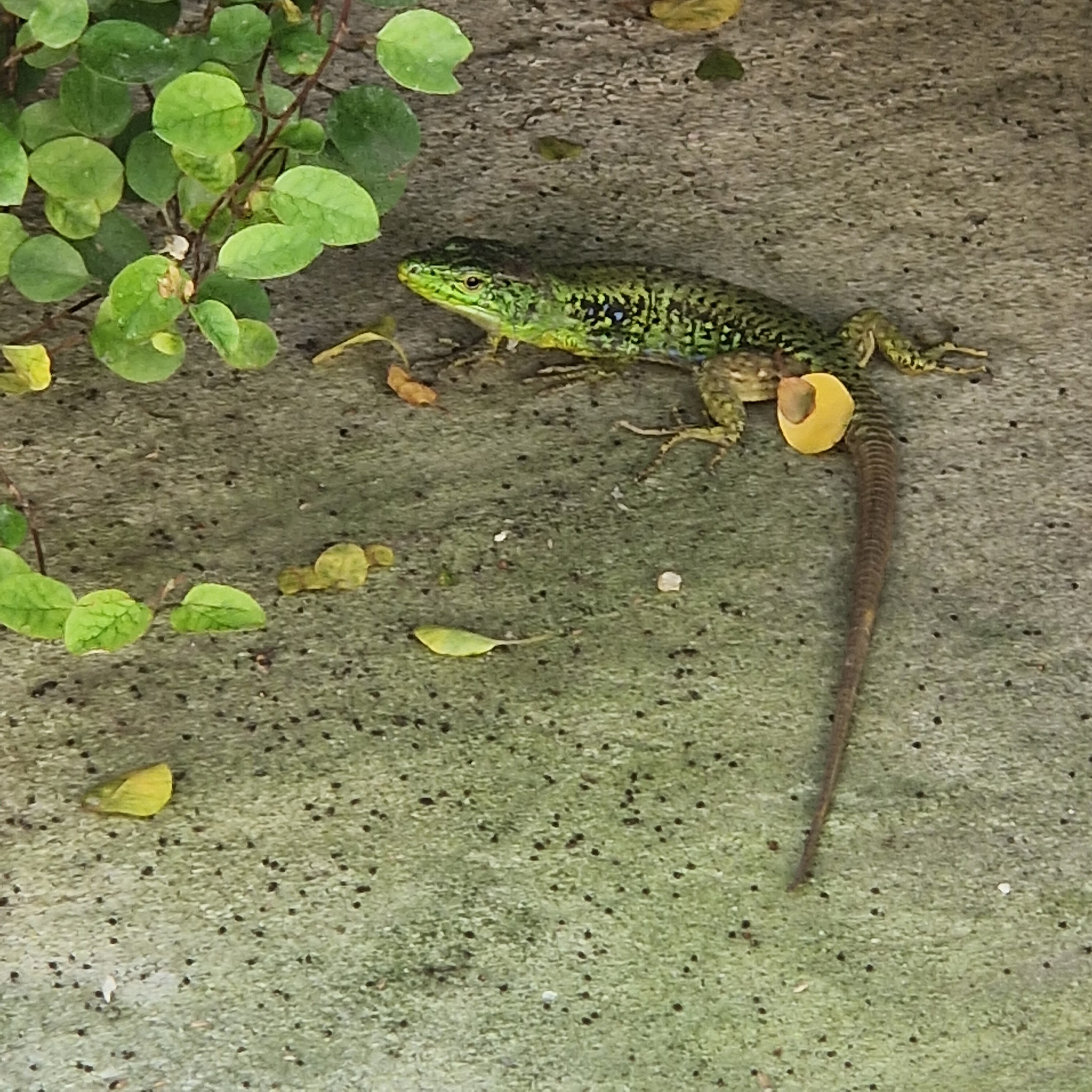 Фото Идиллия