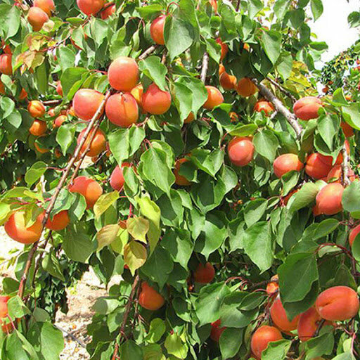 Garden center Toprak Fide, Antalya, photo