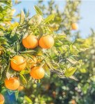 Biosen Tarim Urunleri Sanayi Ticaret Limited Sirketi (İzmir, Menderes, İtob OSB Mah., 10005. Sok., 56) ، المشاريع الزراعية