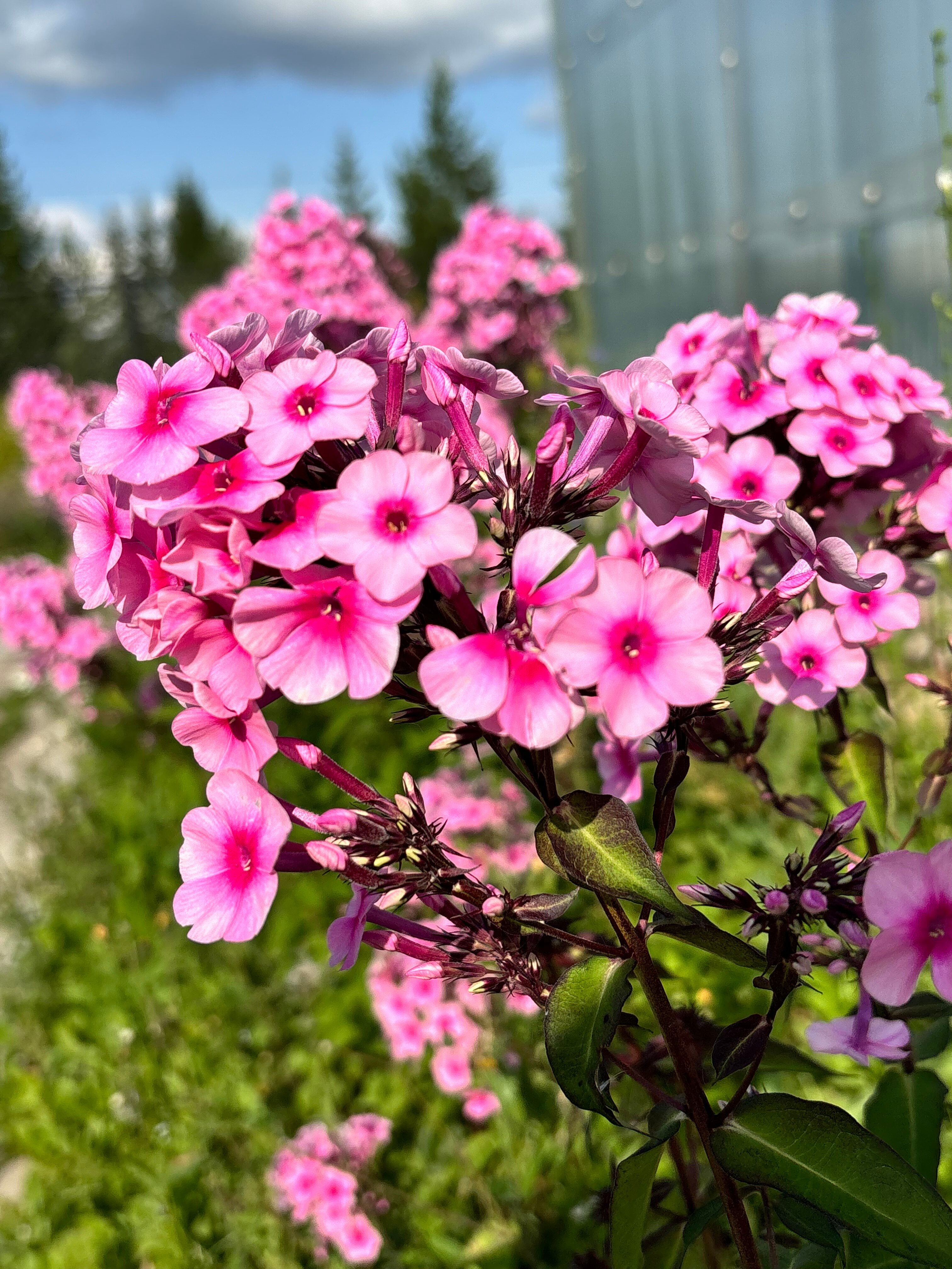 Фото Белая ежевика