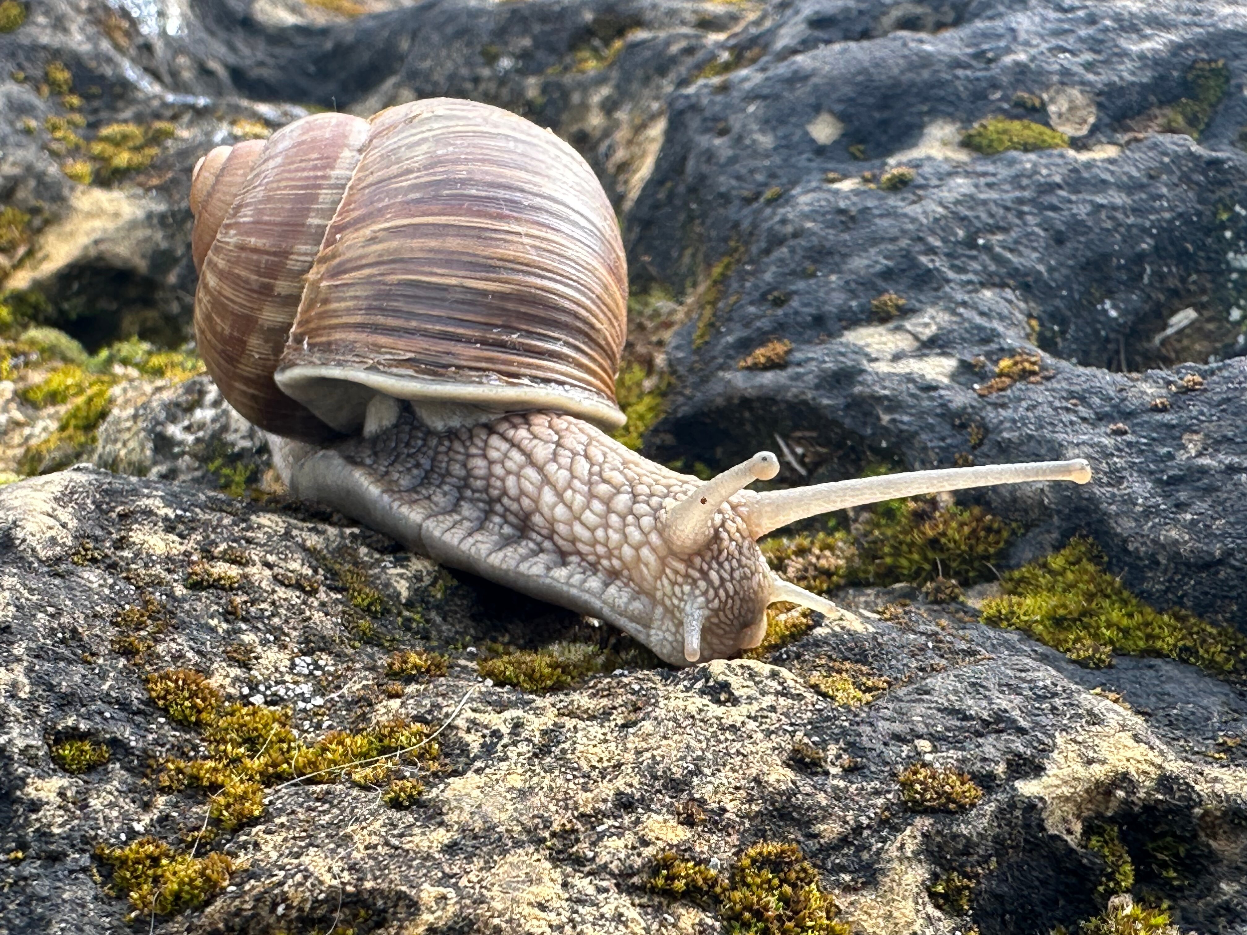 Фото Веселые гуси